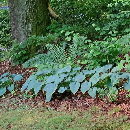 Dom Tole Horská chata